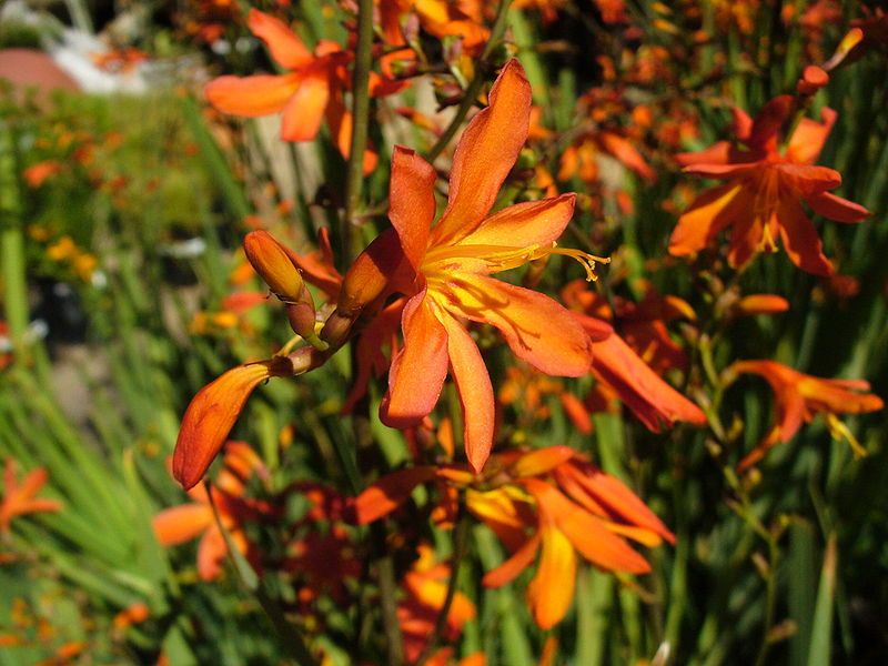 File:Crocosmia aurea flower.jpg