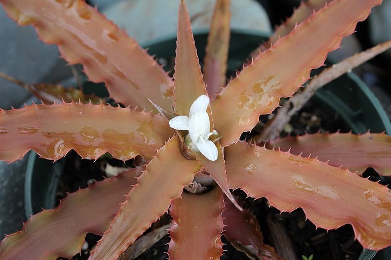 File:Cryptanthus warren-loosei 20091204.jpg