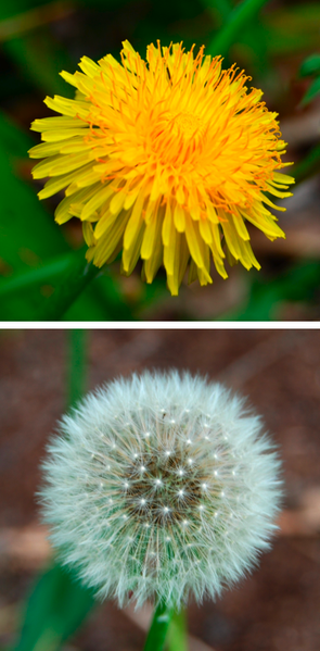 File:DandelionComparison.png