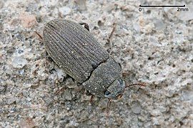 Darkling beetle