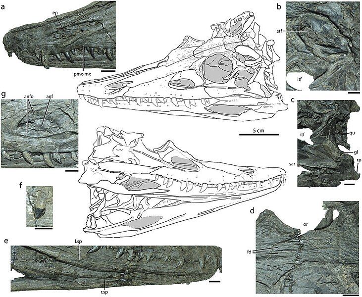 File:Diandongosuchus skull.jpg