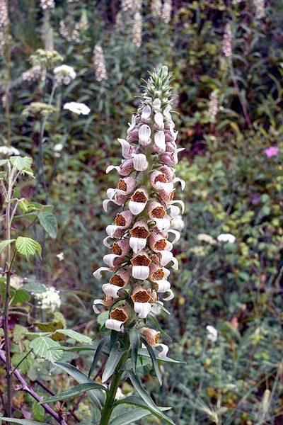 File:Digitalis lanata 1.JPG