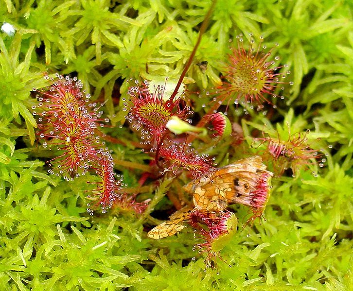 File:Drosera rotundifolia ne2.jpg