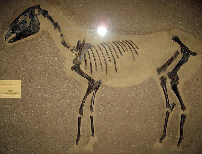 File:Equus ferus.jpg