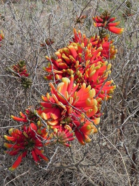 File:Erythrina acanthocarpa01.jpg