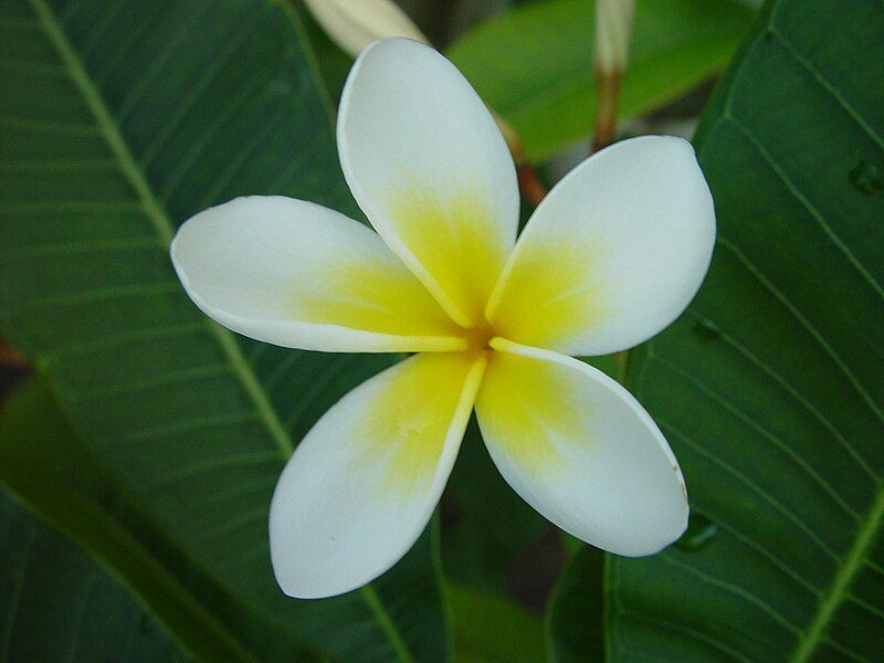 File:Frangipani flower.jpg