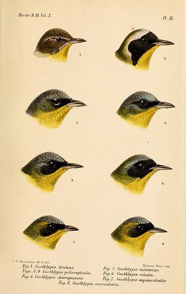 File:GeothlypisKeulemans.jpg