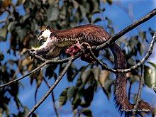 Black giant squirrel, Nameri National Park