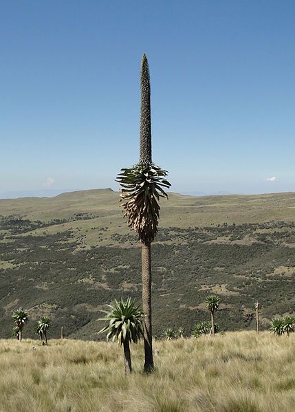 File:Giant Lobelia 03.jpg