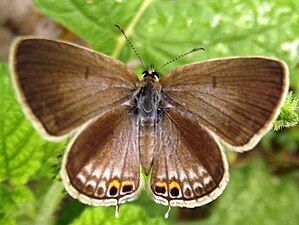 Dorsal view (female)