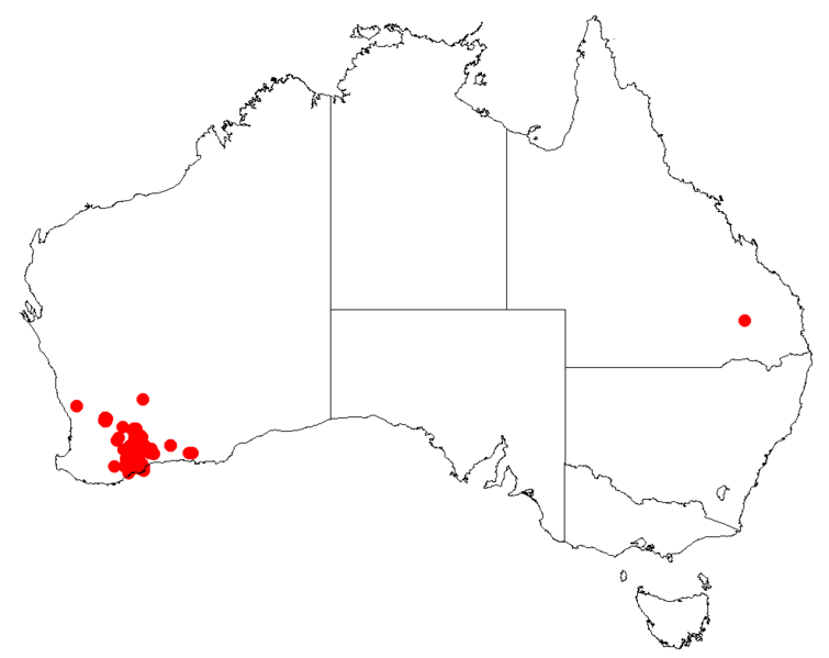 File:Hakea strumosaDistMap132.png