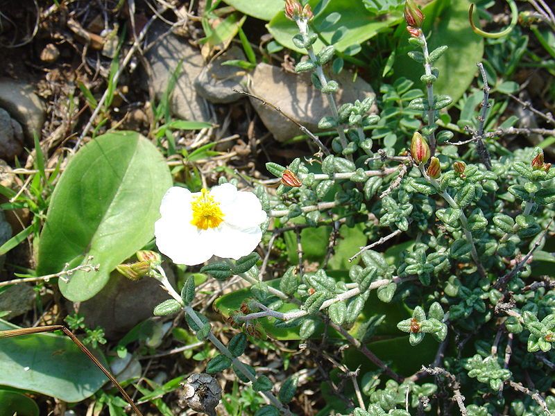 File:Helianthemum almeriense.jpg