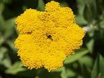 Helichrysum umbraculigerum