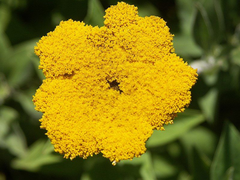 File:Helichrysum umbraculigerum.jpg