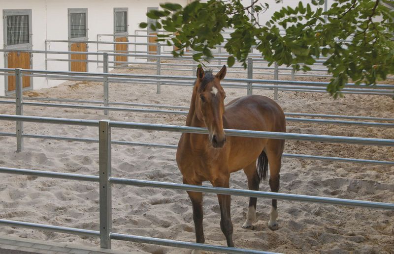 File:Horse-Paddock.jpg