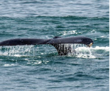 A humpback whale swims through sanctuary waters