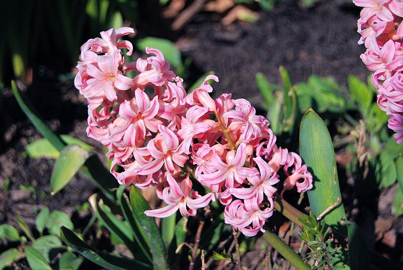 File:Hyacinthus orientalis-001.jpg