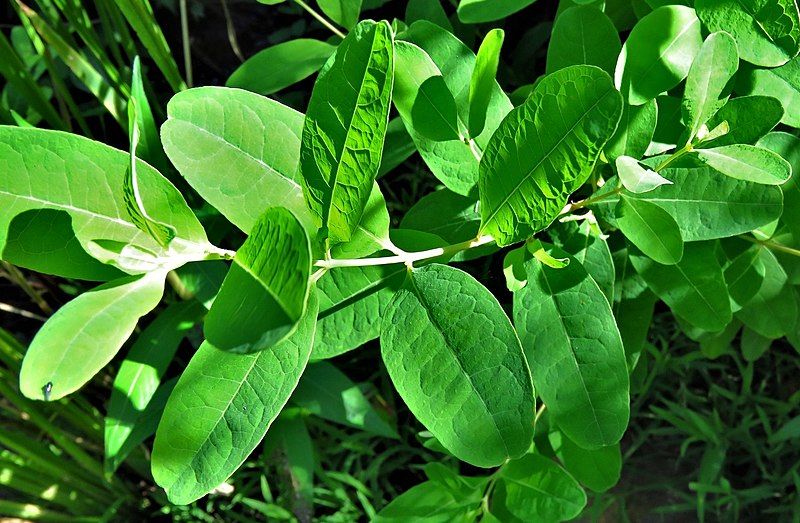 File:Hypericum walteri leaves.jpg