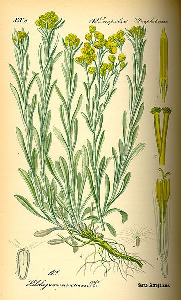 File:Illustration Helichrysum arenarium0.jpg