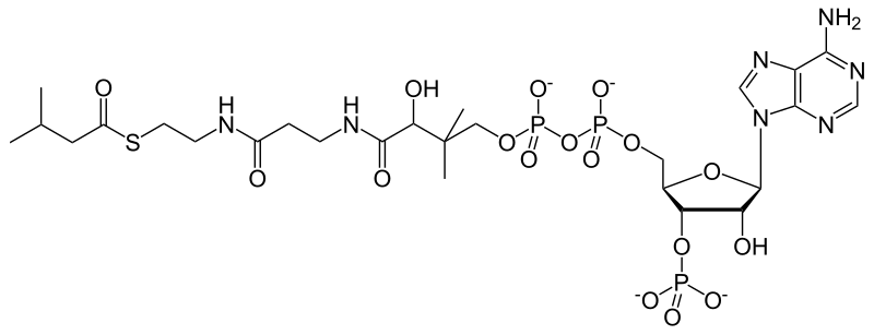 File:Isovaleryl coenzyme A.svg