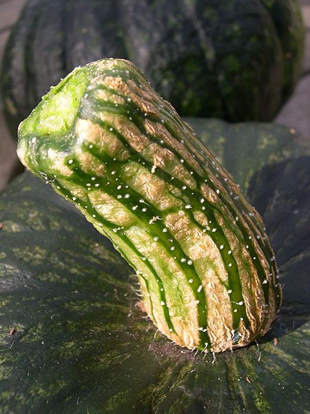 File:Kabocha Peduncle 18September2005.JPG