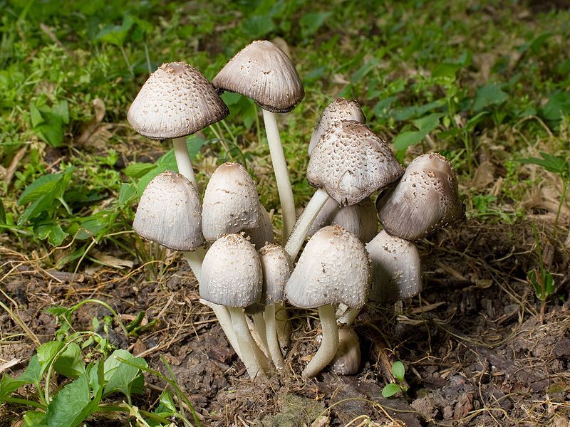 File:Kaldari coprinoid mushrooms.jpg