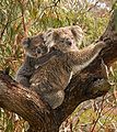 Koala with joey