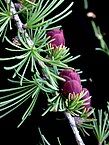 cones and foliage