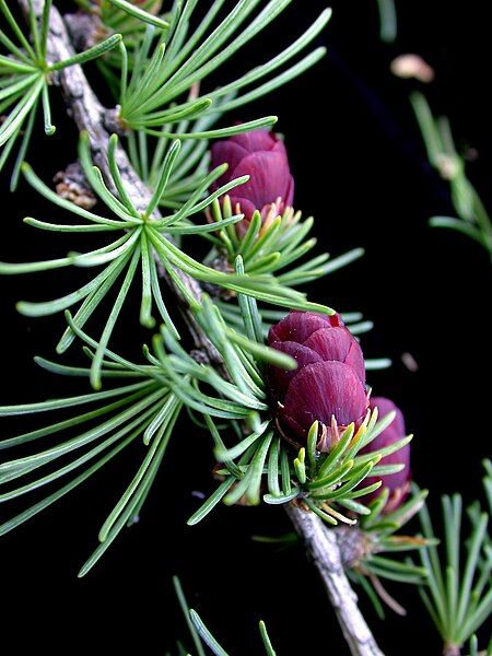 File:Larix laricina 15-p.bot-larix.lari-18.jpg