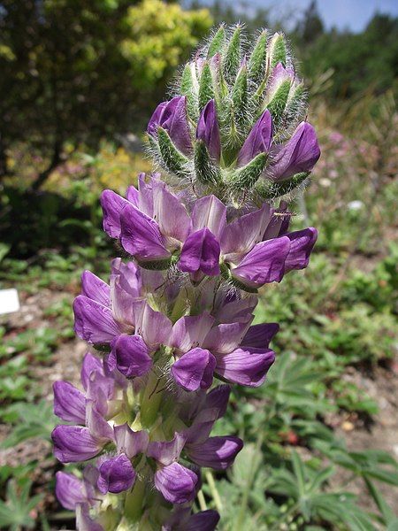 File:Lupinus microcarpus microcarpus.jpg