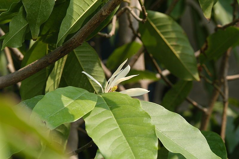 File:Magnolia × alba1.jpg