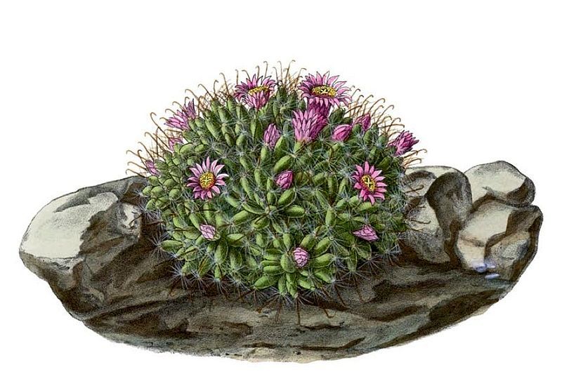 File:Mammillaria crinita BlKakteenT170.jpg