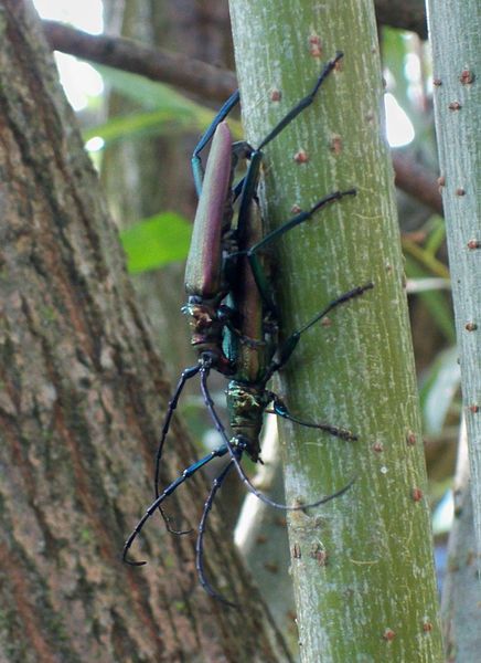 File:Mating Aromia moschata.JPG