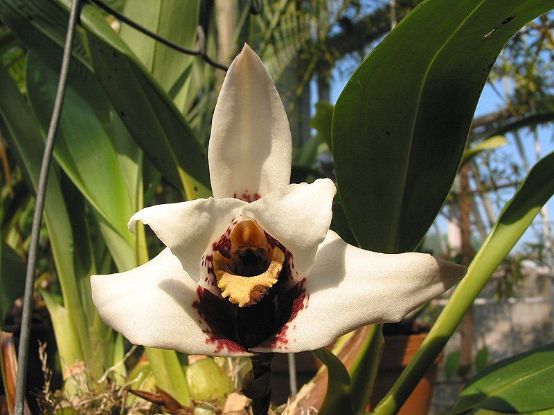 File:Maxillaria sanderiana JPG.jpg