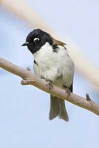 Black-headed honeyeater, by JJ Harrison