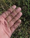 Purple Needlegrass