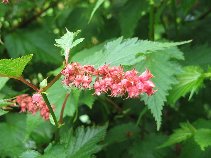 File:Neillia thibetica02.jpg