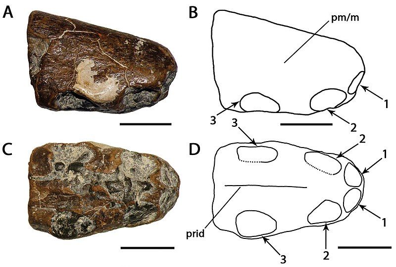 File:Ornithocheirus brachyrhinus.jpg