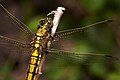 Black-tailed Skimmer - how come this pic ain't featured?!