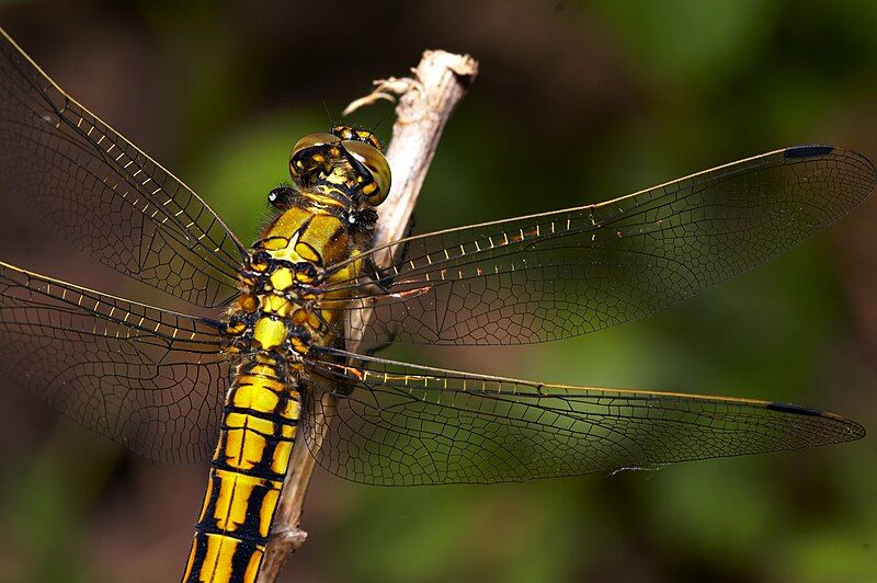 File:Orthetrum cancellatum wing.jpg