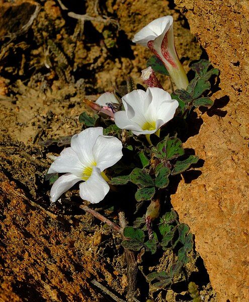 File:Oxalis ambigua 45043633.jpg