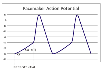 File:Pacemaker potential.svg