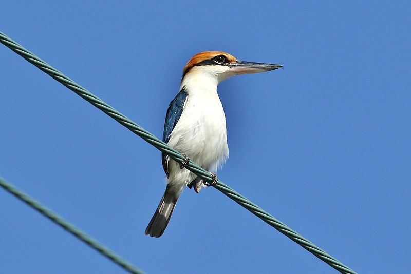 File:Palau Kingfisher (cropped).jpg