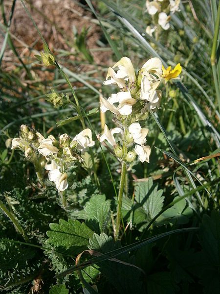 File:Pedicularis ascendens 002.jpg