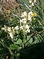 Pedicularis ascendens