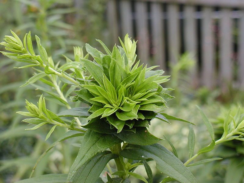 File:Phyllody on Solidago.JPG