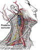 Posterior auricular artery