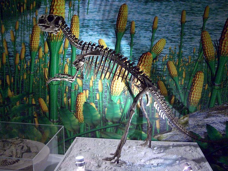 File:Psittacosaurus mongoliensis skeleton.JPG