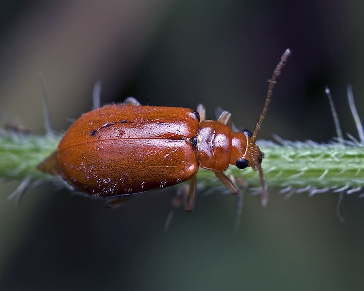 File:Pumpkin beetle.jpg