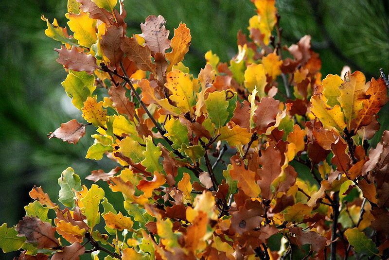 File:Quercus boissieri Izmir.jpg